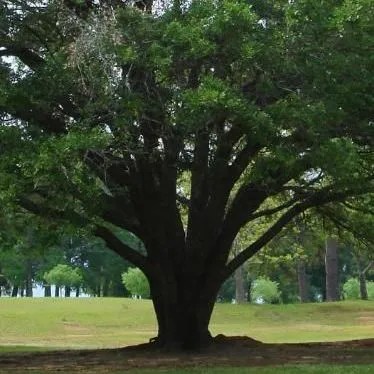 thumbnail for publication: Managing Oaks to Produce Food for Wildlife